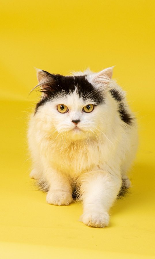 Pet photo used as the example input
